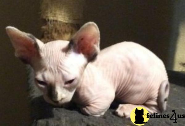 Barenakedsphynx Picture 3